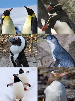 Ilustración general de la familia de pingüinos