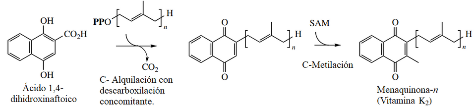 Esquema molecular y representaciones estructurales relacionadas con la biosíntesis de compuestos de la vitamina K.