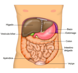 Tabla anatómica y clasificación del hígado humano
