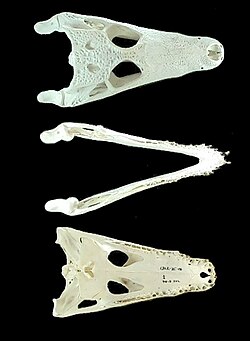 Cráneo de Caiman crocodilus