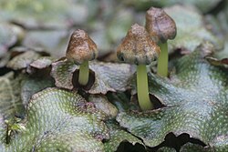 Fotografía de Conocephalum, un género de hepática talosa