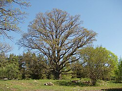 Ilustración taxonómica del género Quercus