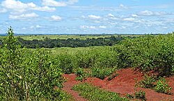 Paisaje de sabana con vegetación densa y cielo nublado en Camerún