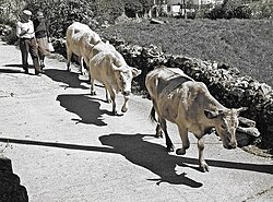 Pastores de la zona