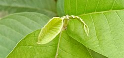 Hojas nuevas de un arbusto del género Psidium
