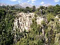 Bosque esclerófilo con palma chilena