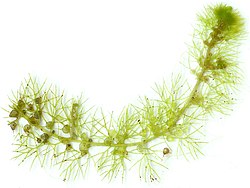 Trampa mecánica de Utricularia
