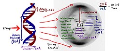 Adaptación fotografía 51, imagen de la estructura del ADN obtenida mediante difracción de rayos x en 1952