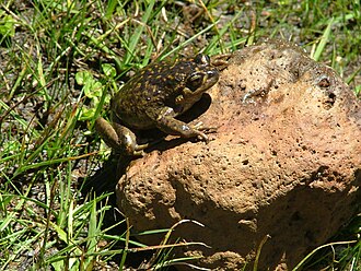 Alsodes pehuenche (ranita pehuenche) en los altos Andes