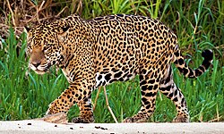Panthera onca o jaguar americano.