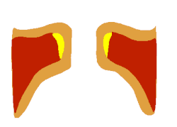 Animación de un corte sagital de los pliegues vocales en acción.