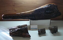 Cráneo del ictiosaurio Platypterygius sachicarum hallado en la región