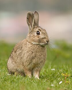 Ejemplar de Oryctolagus cuniculus en su entorno natural