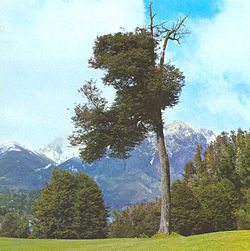 Paisaje boscoso donde abunda el coigüe