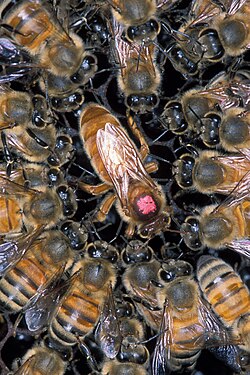 Colmena de abejas Apis mellifera