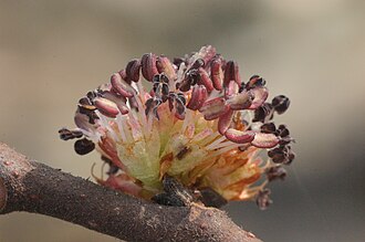 Inflorescencia de Ulmus glabra