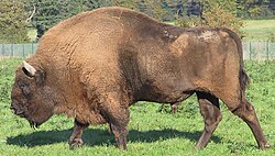 Bisonte europeo en su entorno