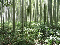 Bosque de bambúes en Arashiyama, Kioto, Japón