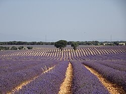 Campos de lavandín en Brihuega