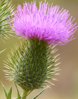 El cardo, flor nacional de Escocia