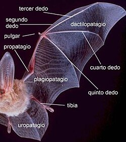 Morfología del ala de un murciélago