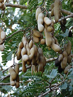 Legumbres de tamarindo en el árbol