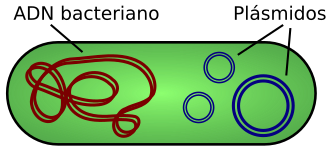 Esquema comparativo del ADN cromosómico en rojo y los plásmidos en azul dentro de una bacteria.
