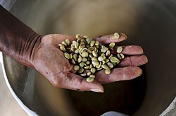 Granos de café deshuscados en una granja ubicada en Cauca.