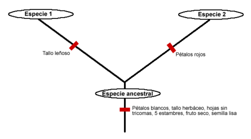 Diagrama de aislamiento reproductivo y divergencia de caracteres