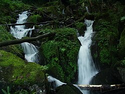 Cascada en un bosque natural de los Vosgos