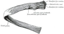Anatomía superficial de una costilla