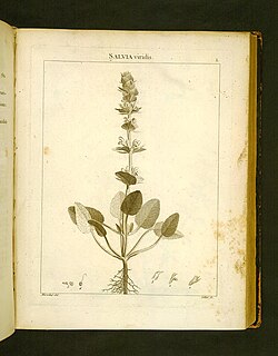Ilustración histórica de la flora atlántica