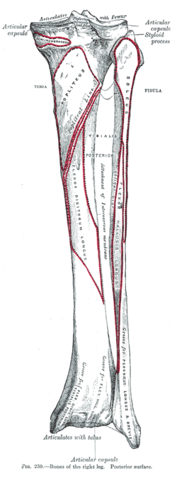 Inserciones musculares en la cara posterior de la tibia