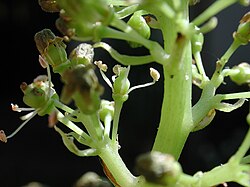 Flor de Vitis vinifera