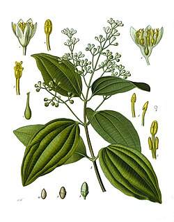 Árbol de la canela