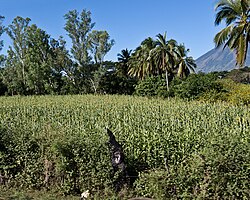 Campo de sorgo en América Central