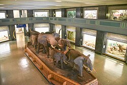 Interior de la Sala Akeley de Mamíferos Africanos mostrando la manada central de elefantes.