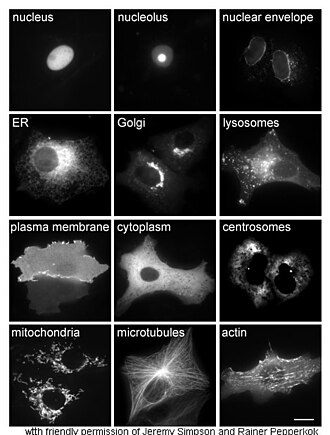 Células con proteínas localizadas mediante fluorescencia