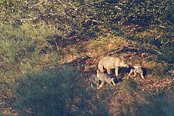Hembra reproductora de lobo ibérico regurgitando alimento para sus crías.