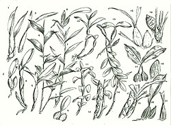 Variabilidad en la forma de los pseudobulbos de distintas orquídeas