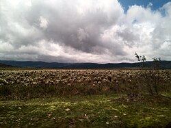 Valle de los Frailejones cerca del parque nacional natural Puracé