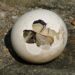 Cría de tortuga emergiendo de un huevo