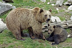 Oso pardo en el bosque