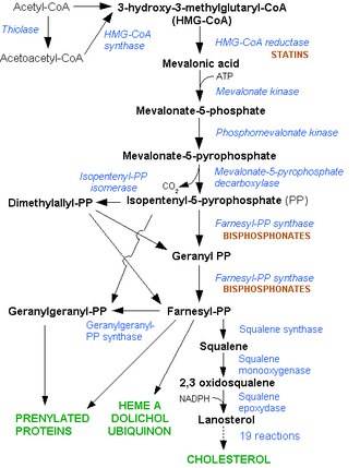 Diagrama de la biosíntesis del colesterol