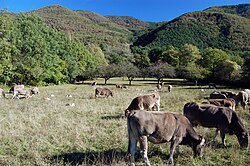 Ganadería tradicional en los montes de Biescas