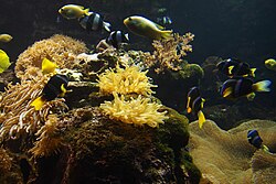 Diversas formas de vida en un arrecife de coral