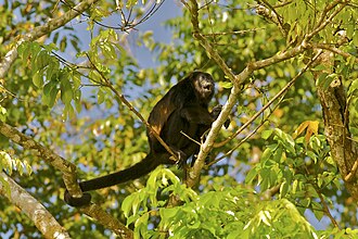 Mono aullador negro vocalizando en Costa Rica