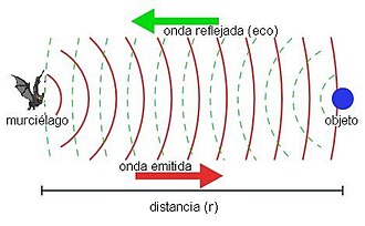 Esquema de la ecolocalización