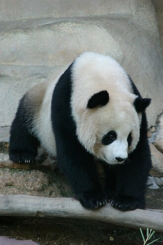 Oso panda en el zoológico de Chiang Mai