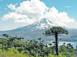 Vista del Parque Nacional Conguillío